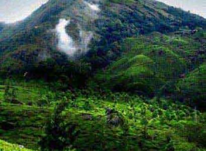 Cochin – Munnar Tour