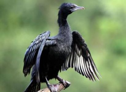 Trivandrum – Kumarakom – Alleppey – Cochin Tour