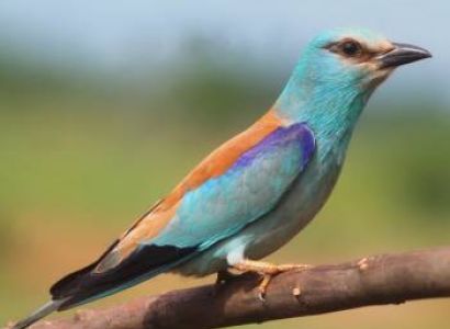 Cochin – Munnar – Thekkady – Kumarakom – Alleppey Tour