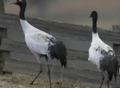 Country Walking & Bird Watching Tour