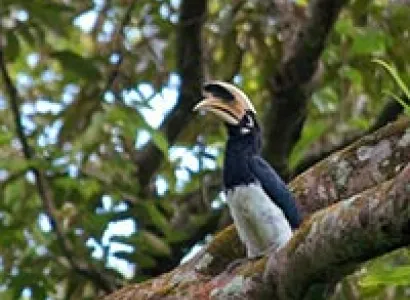 Assam Wildlife Tour Package