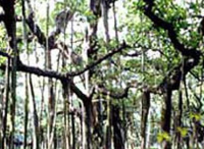 Bangalore - Nagarhole Tour