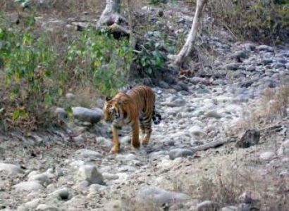 Nainital Corbett Tour