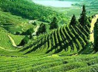 Queen of the Hills Package