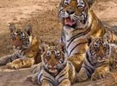 Ranthambore Tour