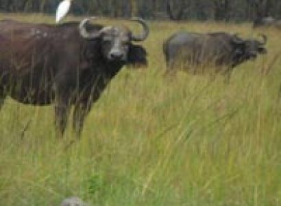 1 Day Nairobi National Park Excursion Tour