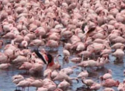 2 Day Lake Naivasha and Lake Nakuru Tour