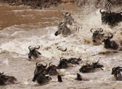 3 Days Masai Mara Budget Group Joining Safari