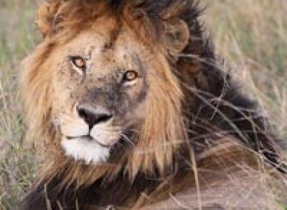 4 Days Kenya Budget Safari Tour