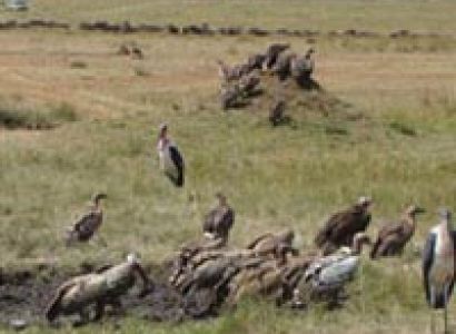 5 Days Kenya Budget Safari Tour