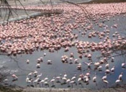 6 Days Kenya Wildlife Package