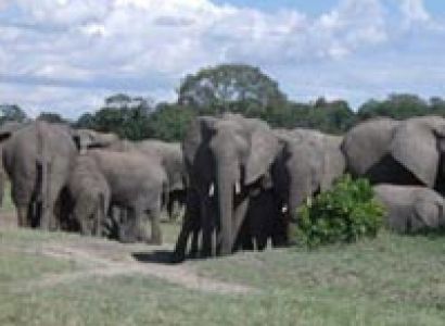 7 Days Kenya Lodge Safari Tour