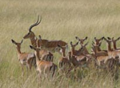 8 Days Kenya Wildlife and Nature Safari Tour
