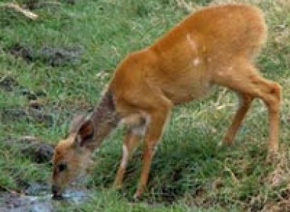 10 Days Kenya Luxurious Safari Tour