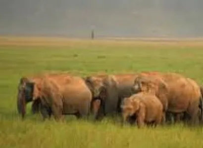 Delhi - Nainital - Jim Corbett Tour