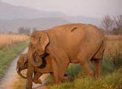 Delhi - Nainital - Jim Corbett - Kausani Tour