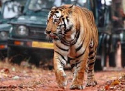Golden Triangle Tour with Ranthambore