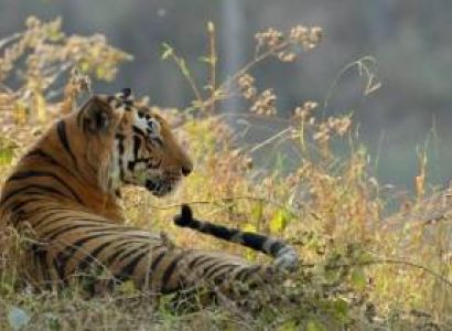 Luxury Wild Life Tour