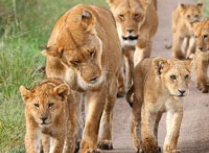 Africa Escape Safari