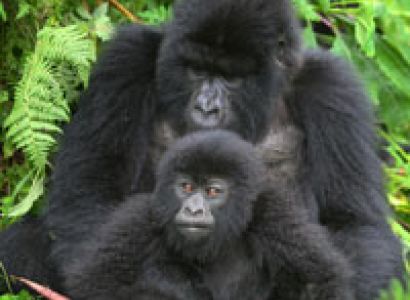 Just Gorillas Uganda Tour