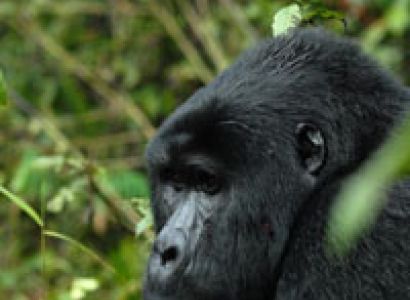 Just Gorillas Rwanda Tour