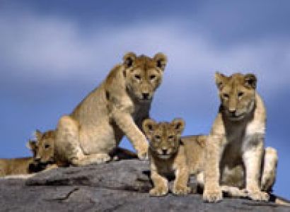 Kenya Discoverer Safari