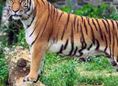 Mundanthurai Tiger Reserve Tour