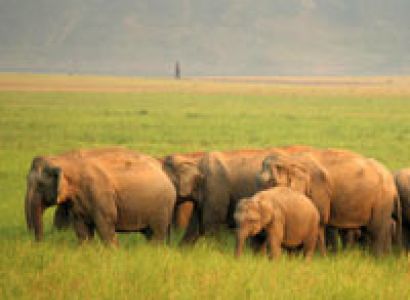 India Heritage and Wildlife Tour