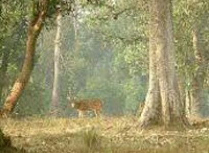 Group Package - Kanha National Park - 1N/2D Package For Sharing Basis