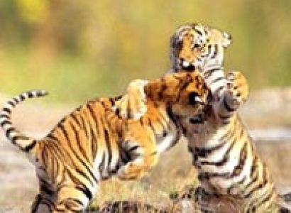 Packages For Photographers - Kanha National Park - 2N/3D Package For Sharing Basis