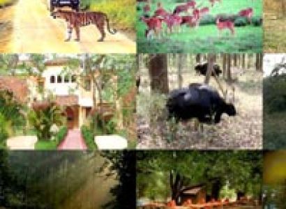 Family Packages - Kanha National Park - 1N/2D Package For Sharing Basis