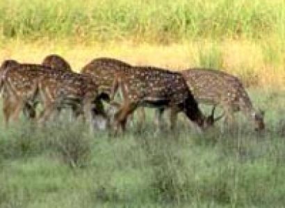 Student Package - Kanha National Park - 1N/2D Package For Sharing Basis
