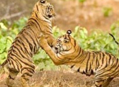 Group Package - Tadoba Andhari Tiger Reserve (TATR) - 1N/2D Package For Sharing Basis