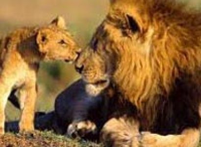 Gujarat Wildlife Tour