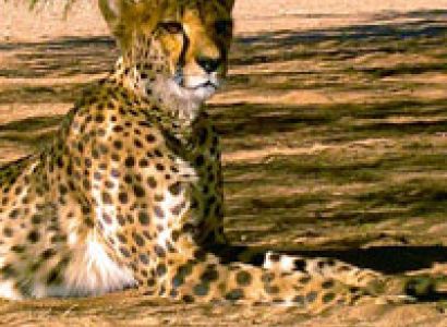 5 Day Johannesburg - Kruger National Park Tour