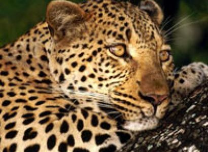 8 Day Johannesburg - Kruger - Coast Tour