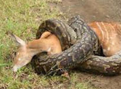 Johannesburg - Botswana - Falls Tour - 8 Days