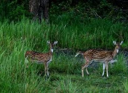 Bangalore-nagarhole Bandipur Munnar-cochin
