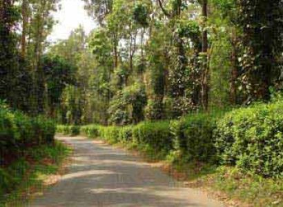 Bangalore- Coorg- Mysore- Bangalore