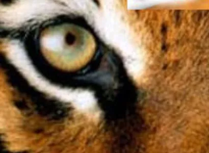 On The Footsteps Of The Tiger Package