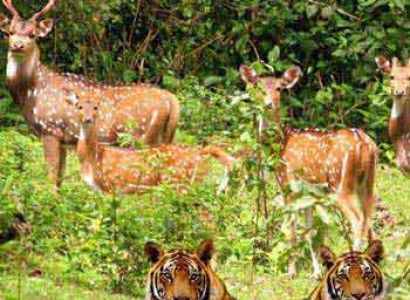 Corbett Nainital Tour Package