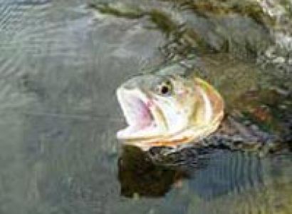 Kashmir Fishing Tour Package