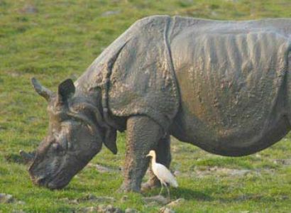 Kaziranga Wildlife Tour Package