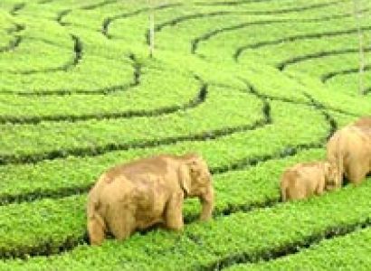 Ooty - Kodaikanal Tour