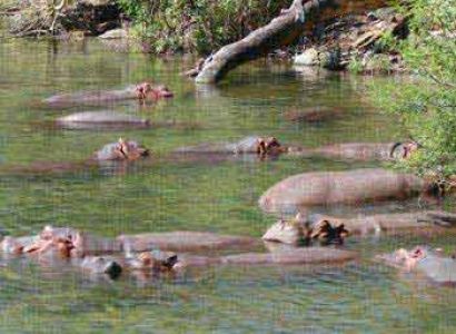 Shimba - Tsavo - Taita Hills Tour