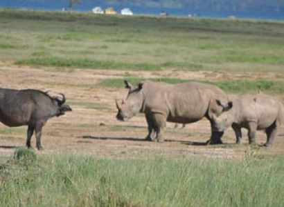Masaai Mara - Nakuru - Amboseli Tour