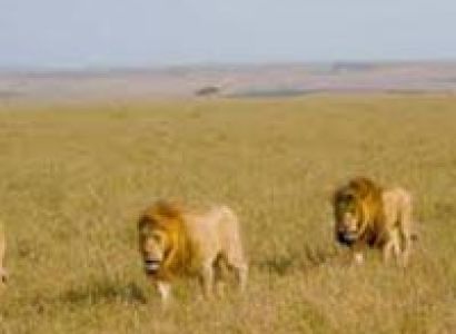 Nairobi - Amboseli - Tsavo West/east - Malindi - Mombasa Northern Coast - Nairobi Tour