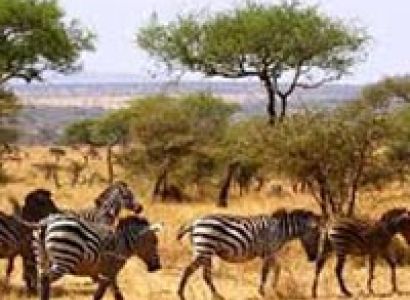 Tsavo East & Amboseli Tour