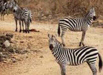 Tsavo East / Tsavo West & Amboseli National Park Tour