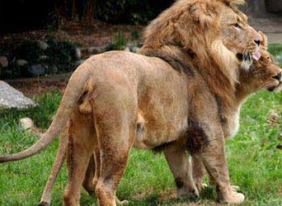 Tsavo West & Amboseli Tour